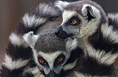 曝《光环：战斗进化》重制版采用现代游戏机制